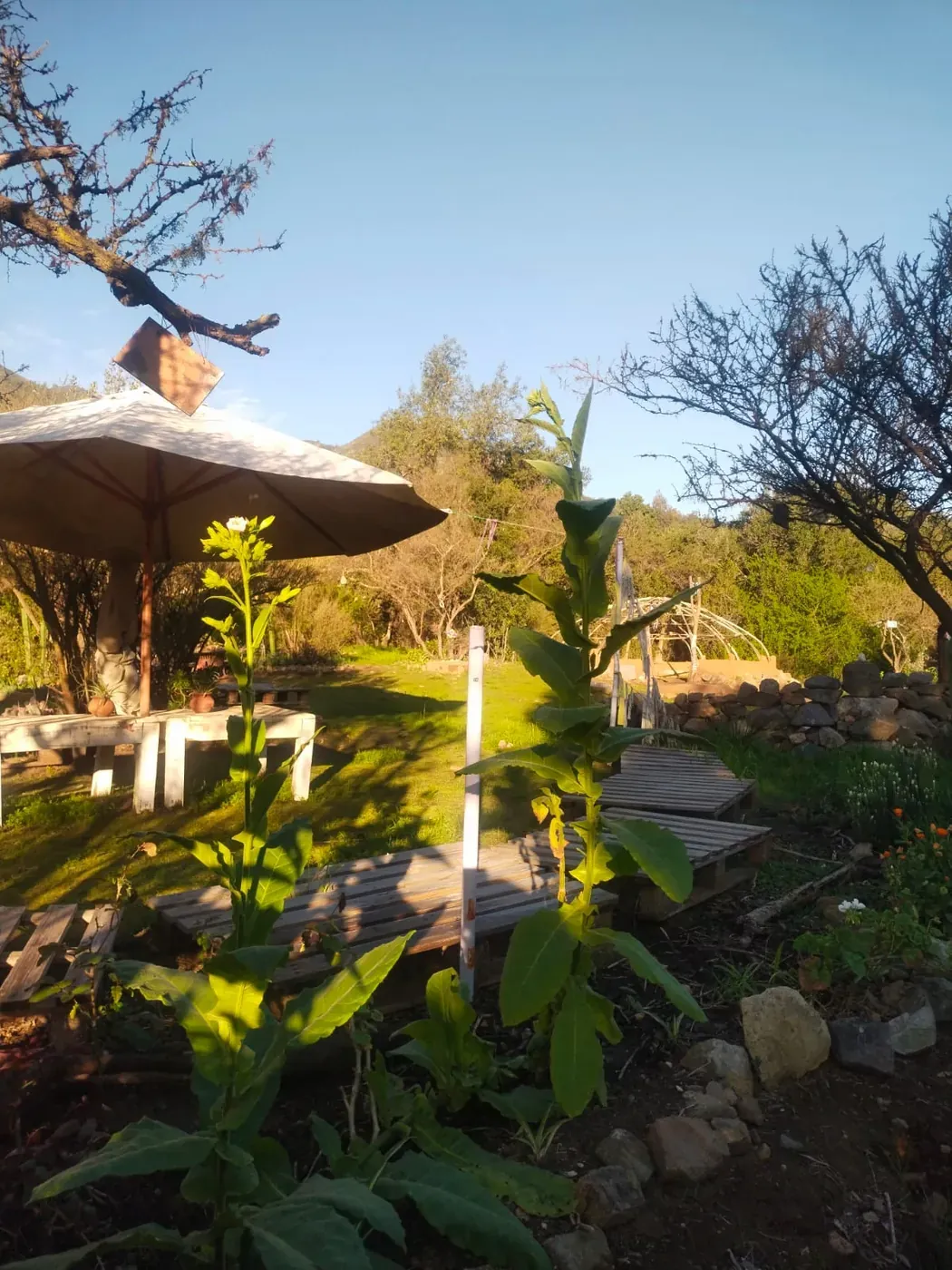 Jardines de Kankana Maha Templo