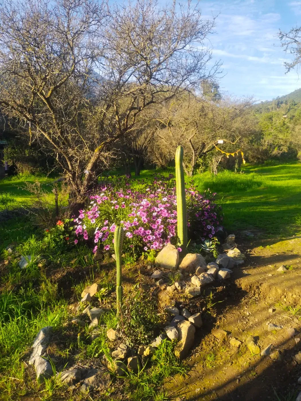 Flores y cactus en los jardines del templo